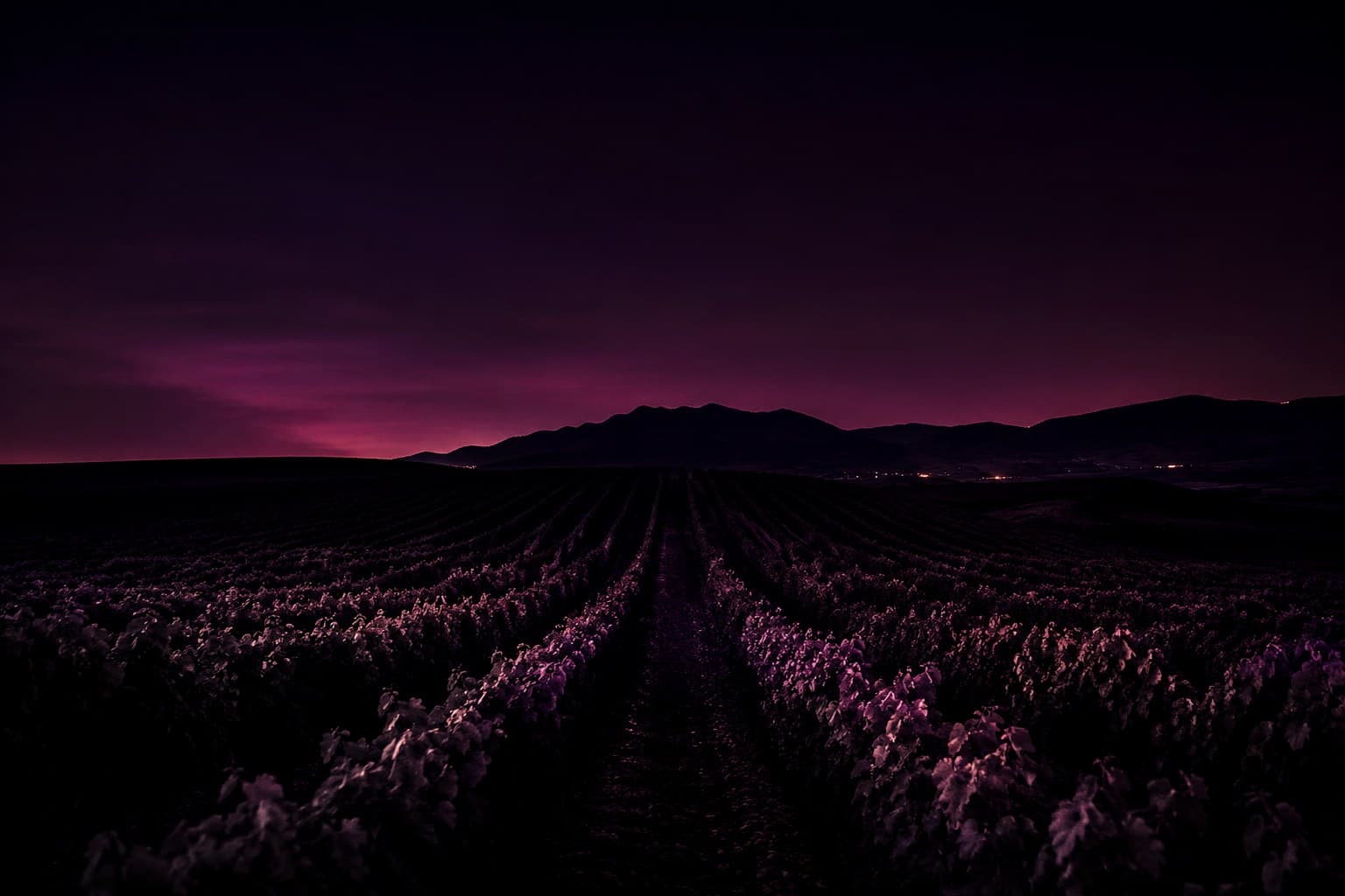 Viñedo de La Rioja de noche
